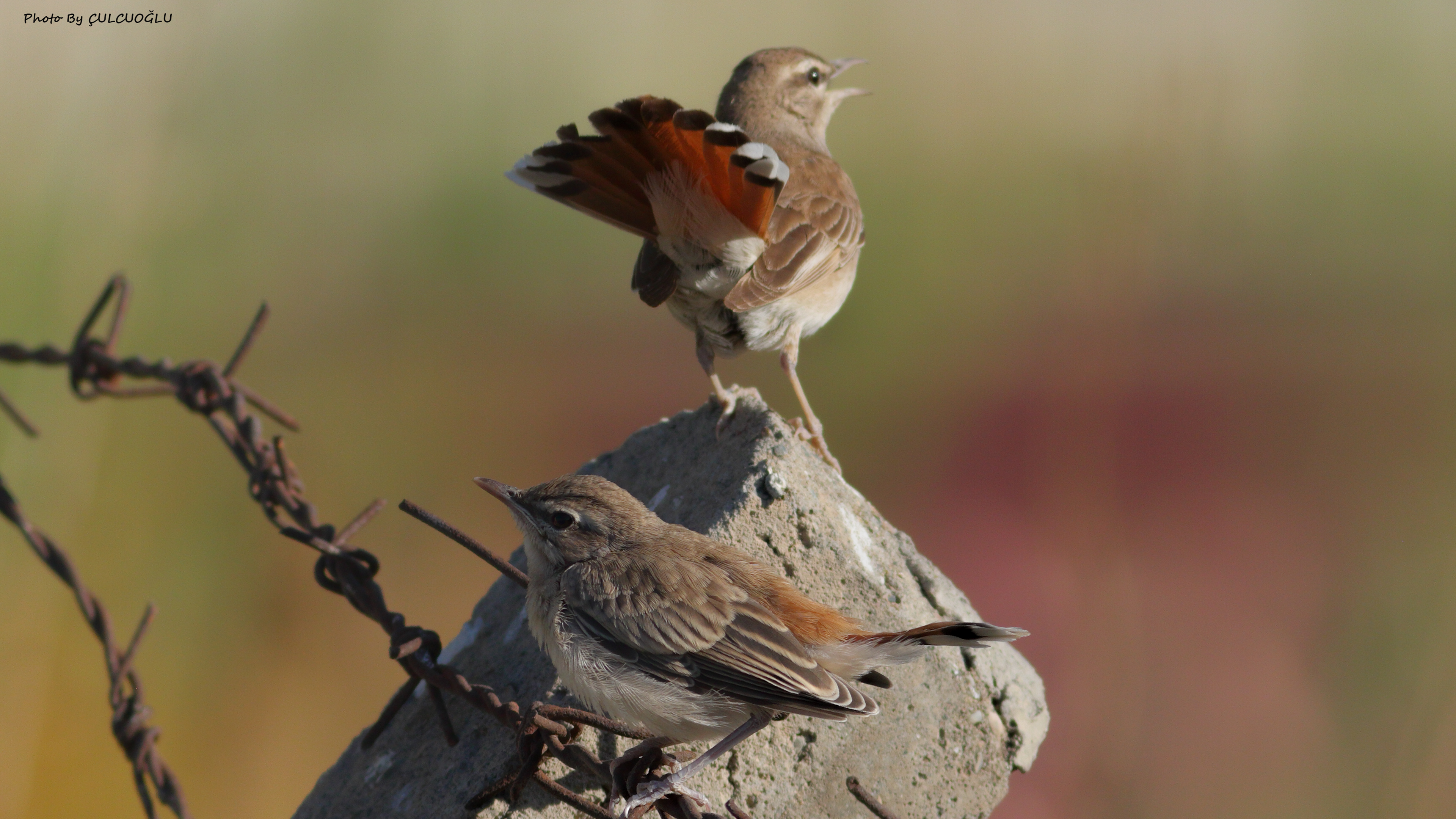 Rufous-tailed Scrub-Robin